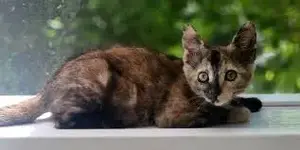 1751912707395.webp