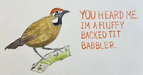 fluffy-backed-tit-babbler-v0-ljm5c1vnw6ne1.webp