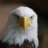 eaglesdare